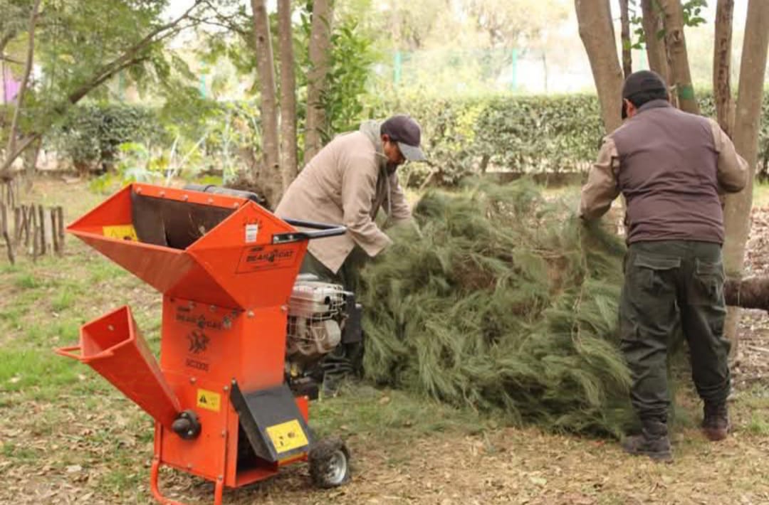 Producción y reciclaje de árboles de navidad protege el medio ambiente y reduce la tala clandestina: SMA