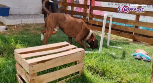 Piden evitar cualquier forma de maltrato hacia los animales