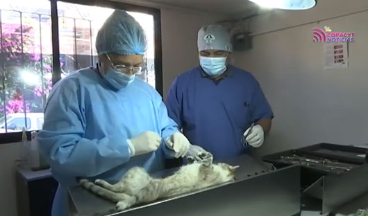 Realizó CBA más de 250 jornadas de esterilización en 2023 