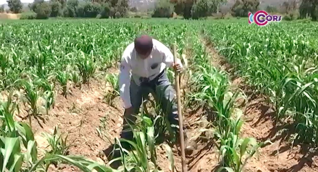 Productores de temporal confían recuperar sus cosechas 