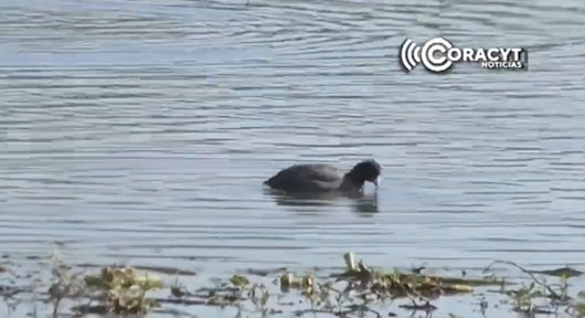 Llegan aves migratorias a Tlaxcala 