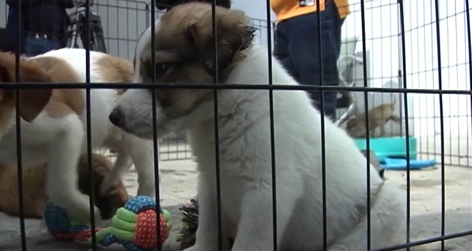 Participa en la jornada de adopción de perros de la CBA 