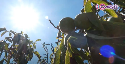 Comienza la cosecha de nuez de Castilla en Huamantla