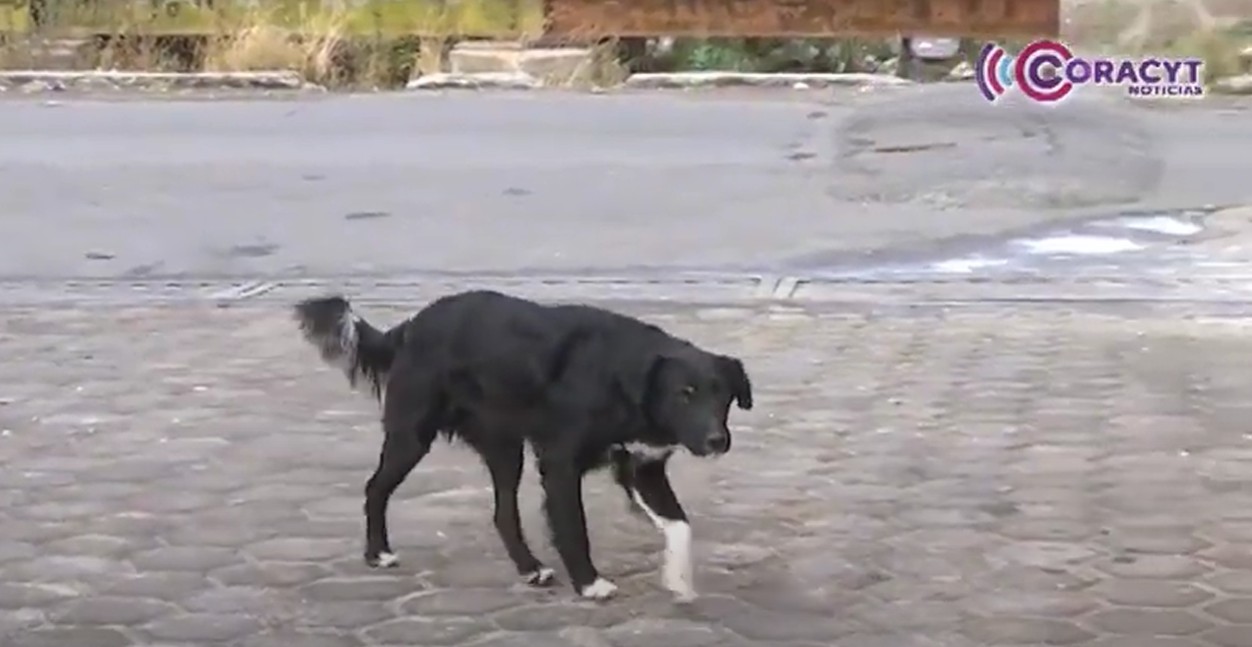 Organizó UATx foro para atender problemática de perros sin tutor