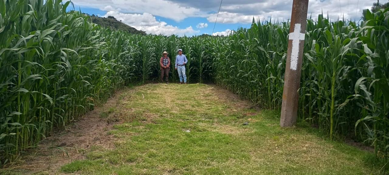 Tlaxcala cumple con el campo: Comercialización de maíz blanco tendrá subsidios estatales en 2026