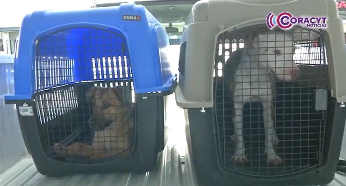 Atiende Propaet más de 380 denuncias por maltrato animal