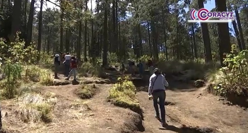 Coordina SMA acciones para proteger zonas forestales