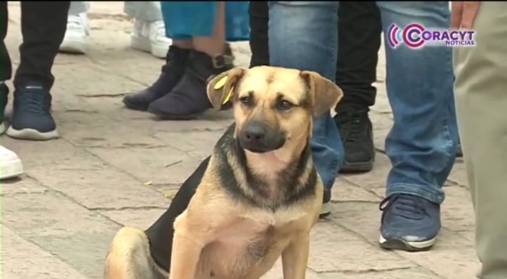 Animalistas exigen al Ayuntamiento capitalino la liberación de caninos