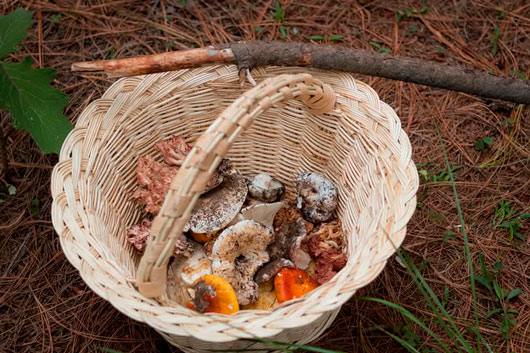  Se realizará el segundo festival de hongos comestibles y muestra gastronómica indígena 2025, en Teolocholco