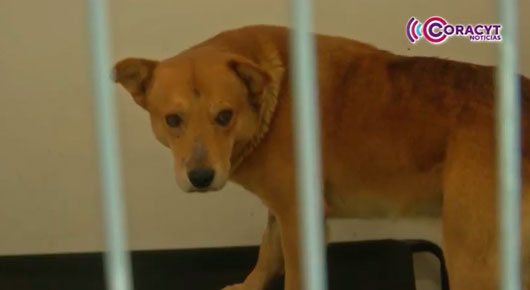 Perros rescatados del centro de Tlaxcala buscan un nuevo hogar