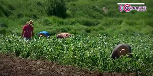 Lluvias golpean cultivos de maíz en Contla