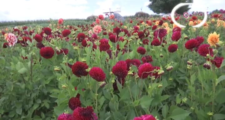 Dalias engalanan la festividad de Huamantla