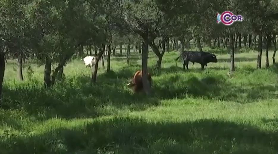 Fortalece Tlaxcala acciones de prevención contra el gusano barrenador 