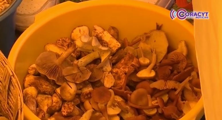 Conservan habitantes de Altamira, Huamantla, tradición de recolectar hongos en “La Malinche”