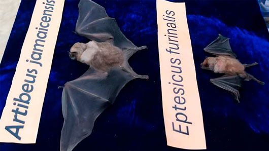 Profepa capacita a familia en cuya casa anida una colonia de murciélagos, en Tlaxcala