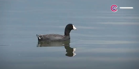 Promueve SMA la reforestación para preservar la biodiversidad de Tlaxcala