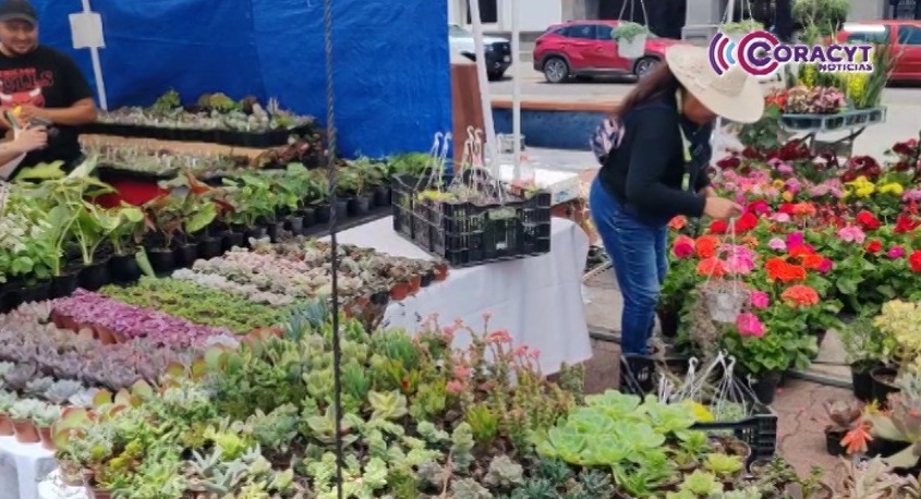 Promueve la UATx el cuidado y reproducción de suculentas