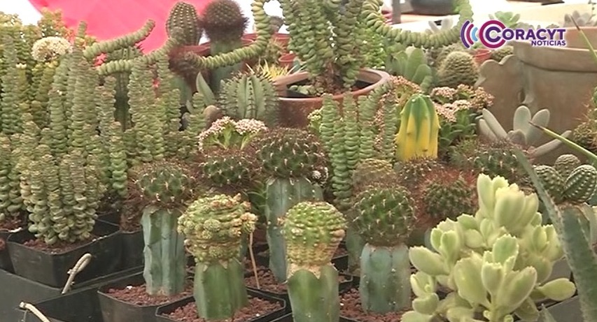 Concluyó el Segundo Festival de las Suculentas