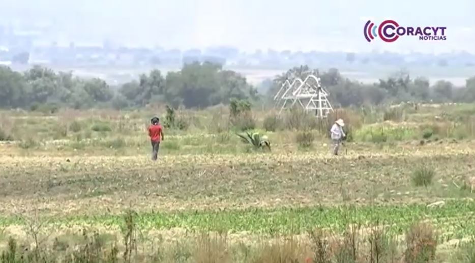 Vecinos de Contla piden atender la presencia de perros abandonados en la Malintzi