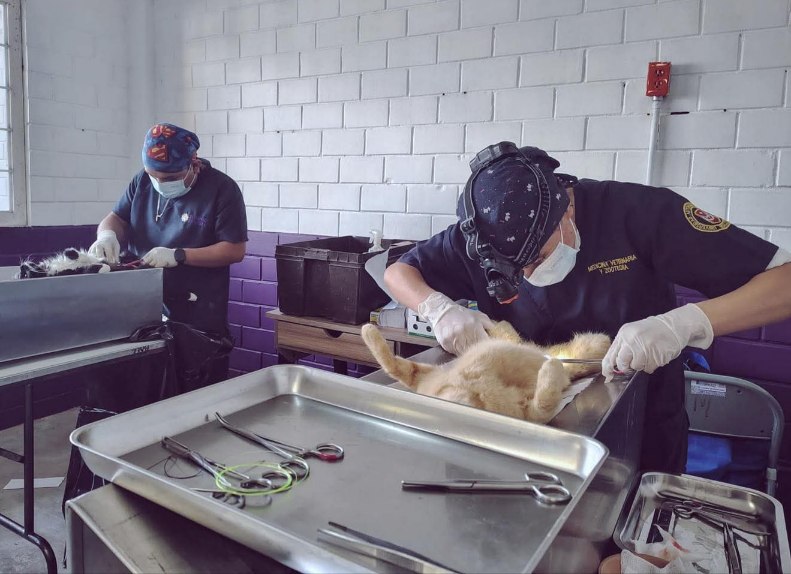 Tlaxcala fortalece el bienestar animal con atención a más de 4 mil 700 mascotas