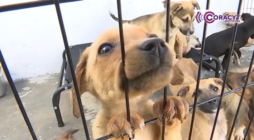 Promueve CBA acciones de protección y bienestar animal