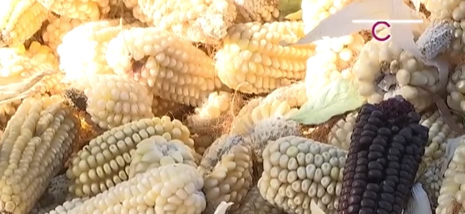 Productores recibirán complemento al precio del maíz blanco