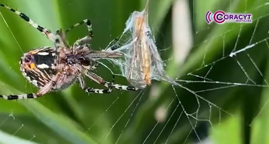 Aumentaron picaduras y mordeduras de fauna ponzoñosa en Tlaxcala