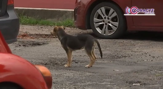 Fortalece CBA acciones para controlar la sobrepoblación canina y felina 