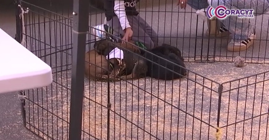 Jornadas “Adogtame” han colocado a más de 116 perritos en hogares responsables