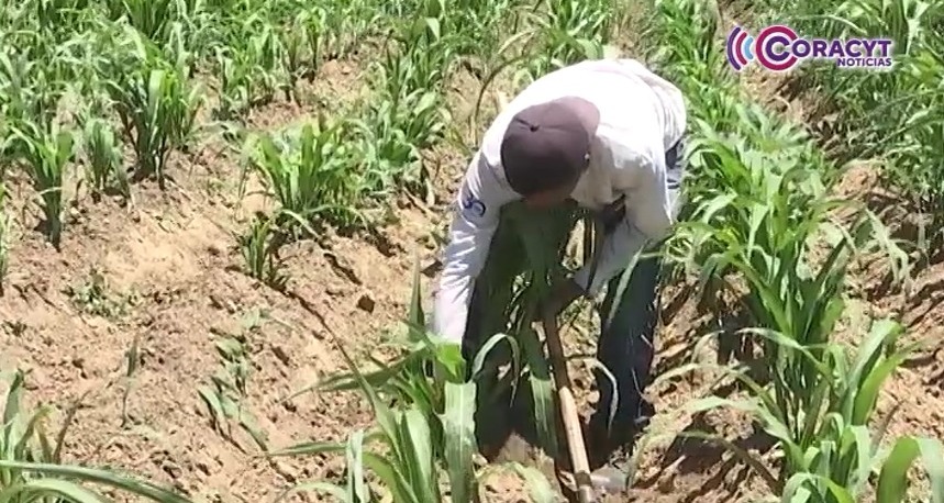 Activará SIA Tlaxcala programa emergente para atender hectáreas afectadas por exceso de humedad