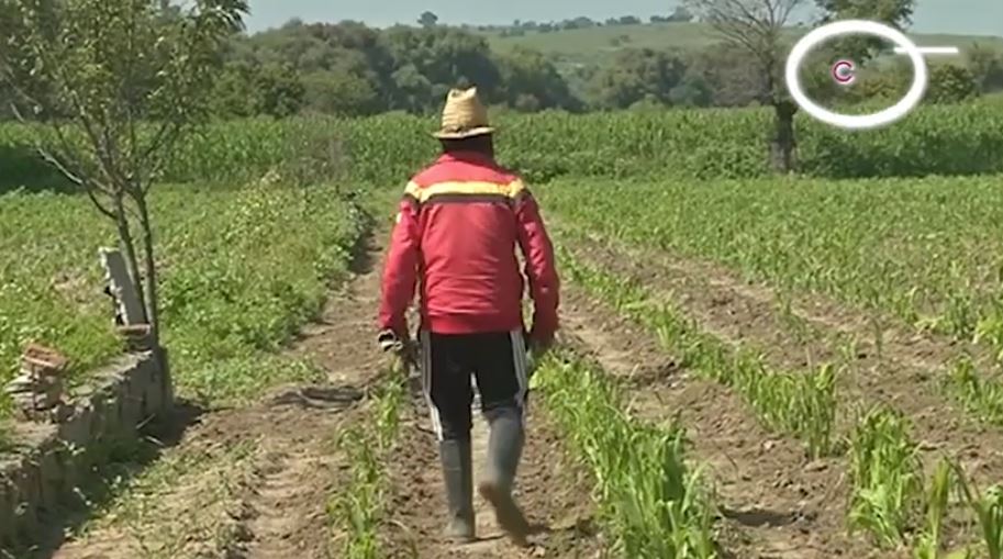 Reportan productores daños a cultivos por lluvias y granizada 