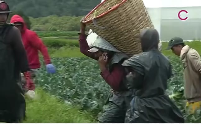 Lluvias afectaron hasta 40% de cultivos de brócoli en Lázaro Cárdenas