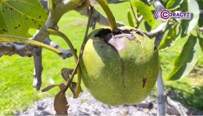 Productores de nuez en Teolocholco esperan buena cosecha
