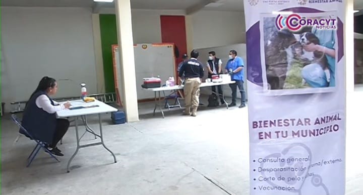 Con jornada de esterilización, promueven bienestar animal en Lázaro Cárdenas