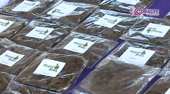 Transforman productores de nopal sus cultivos para aumentar la rentabilidad