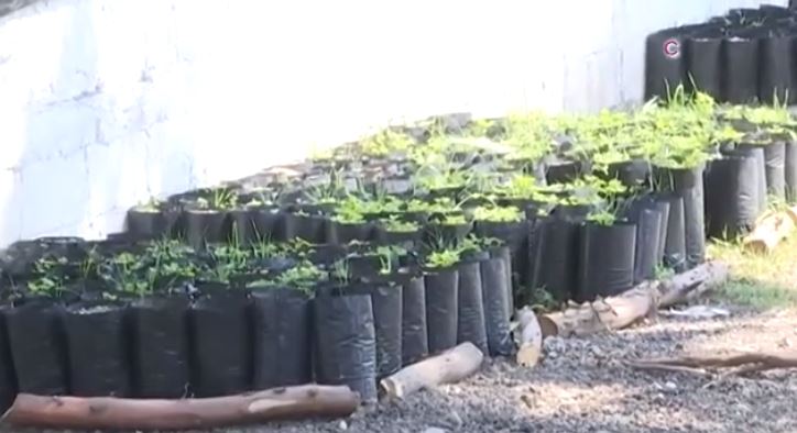 Casi 5 mil tlaxcaltecas son beneficiarios de “Sembrando Vida”