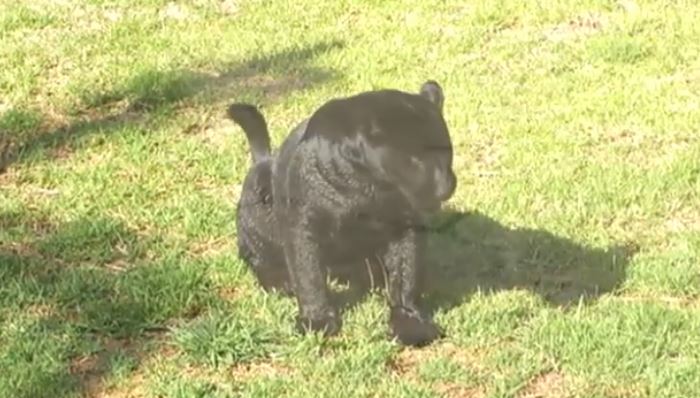Zoológico del Altiplano rehabilita fauna silvestre rescatada