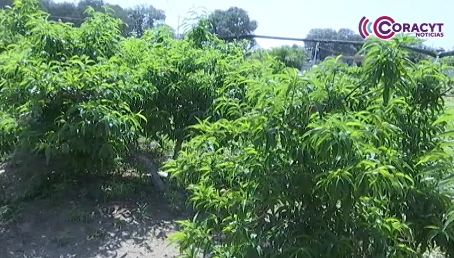 A pesar de las inclemencias del clima, productores de Atltzayanca continúan el cultivo de durazno