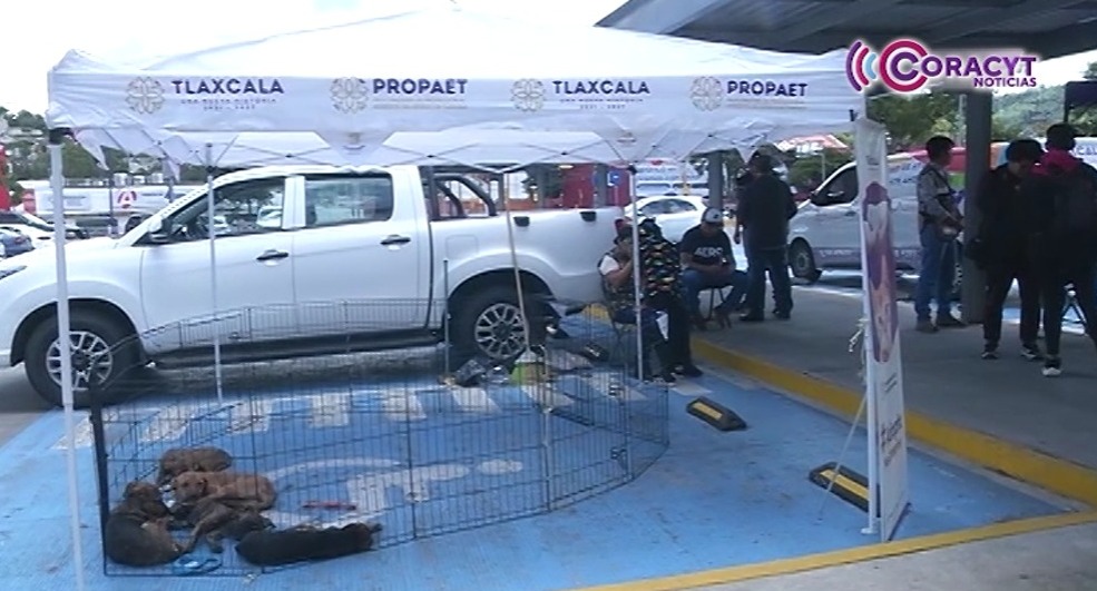 Animales de compañía encontraron un hogar durante la campaña “Adogtame”