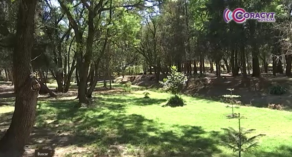 Produjo SMA un millón de plantas para la Jornada de Reforestación 2025