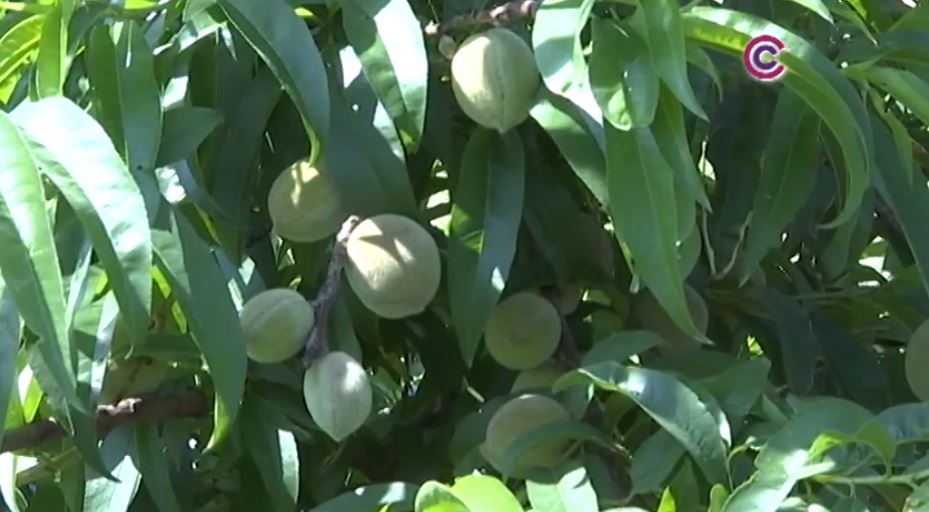 Condiciones climáticas afectan producción de durazno por tercer año consecutivo 