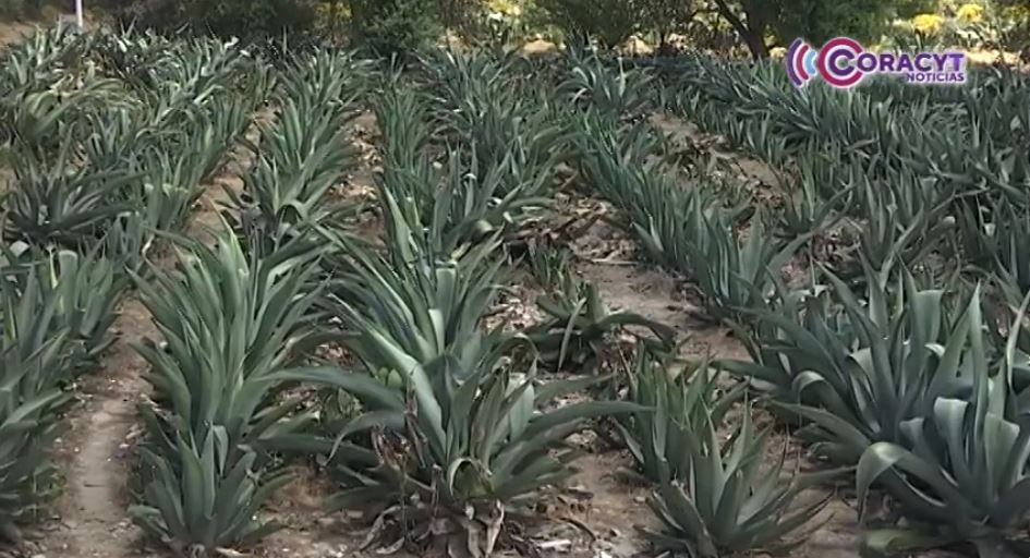 Productores de maguey en Tlaxcala diversifican su producción con destilado de pulque