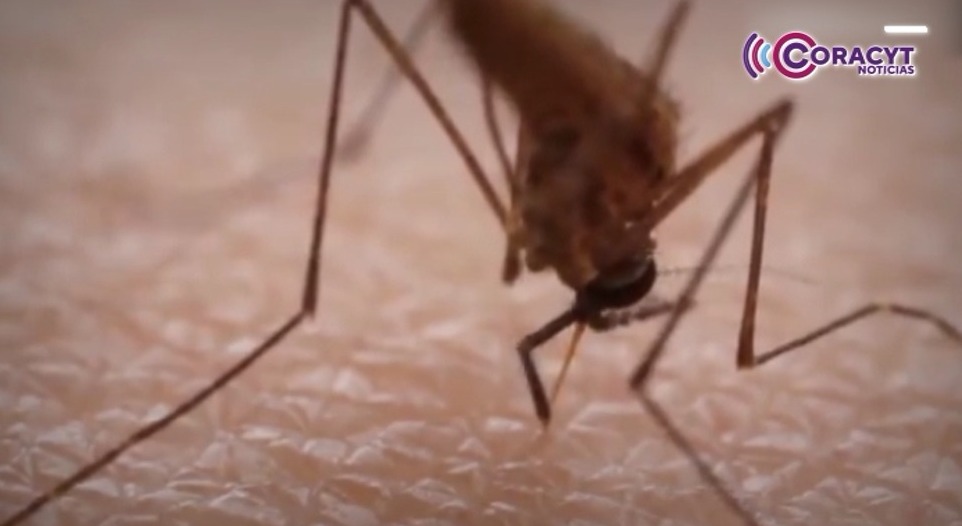 Tlaxcala, entre los estados con menor presencia de dengue, chikungunya y zika