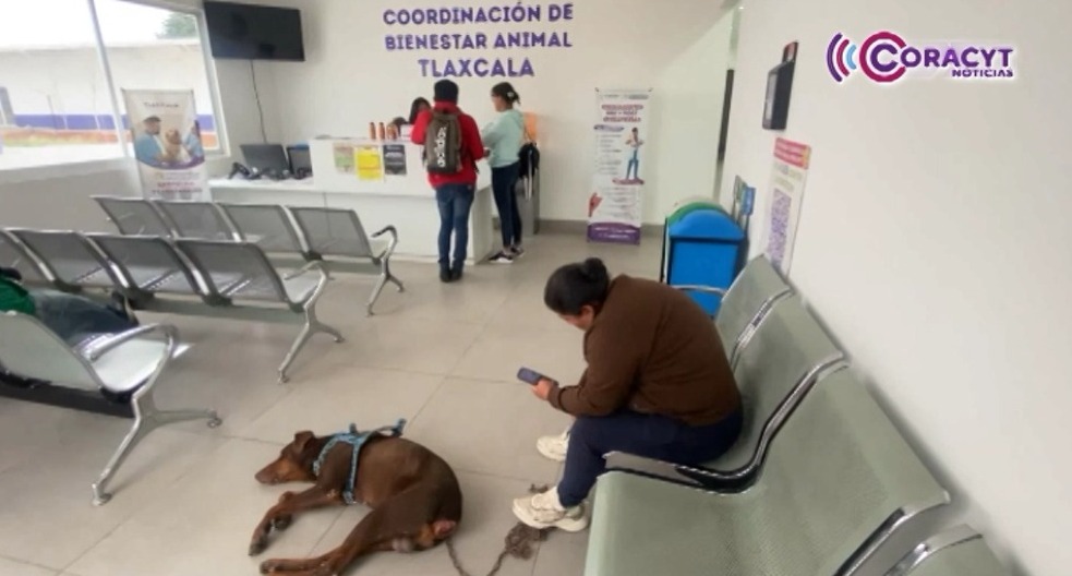 Rescató CBA a cinco ejemplares caninos en situación de calle