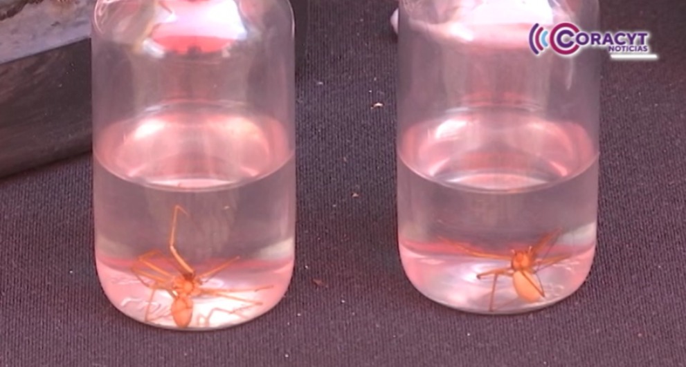 Huamantla, Panotla y Tepeyanco registran una alta densidad de araña violinista