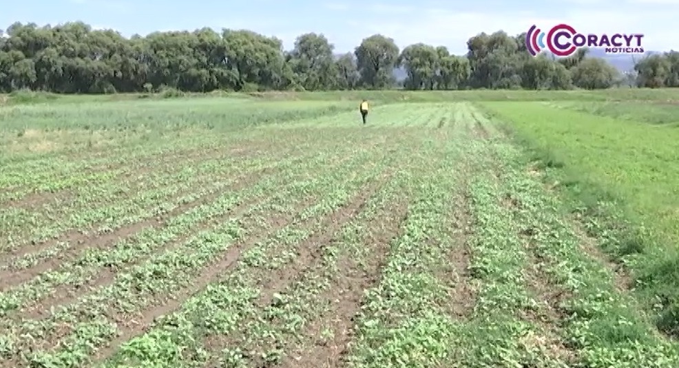 Lluvias dan esperanza al campo tlaxcalteca