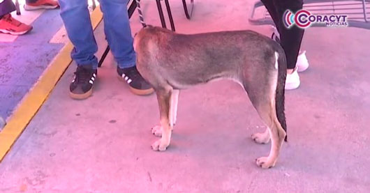 Perros abandonados encontraron un hogar gracias a la jornada “Adogtame”