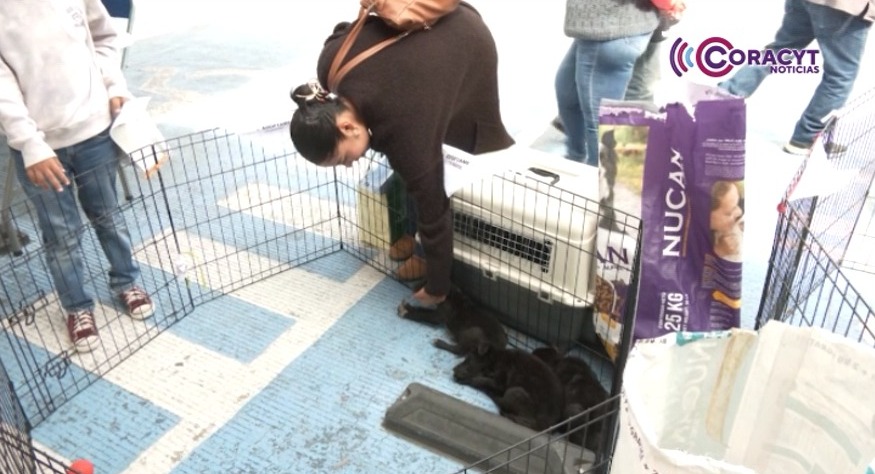 Perros y gatos encontraron un nuevo hogar a través de la campaña “Adogtame”