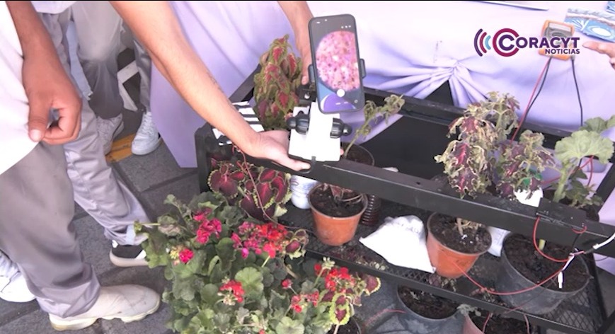 Estudiantes del Cebes 01 Apizaquito desarrollan energía limpia con fotosíntesis