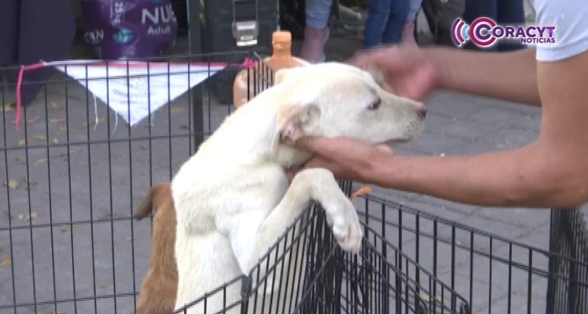 Animales de compañía encontraron un hogar durante jornada “Adógtame” en el Recinto Ferial